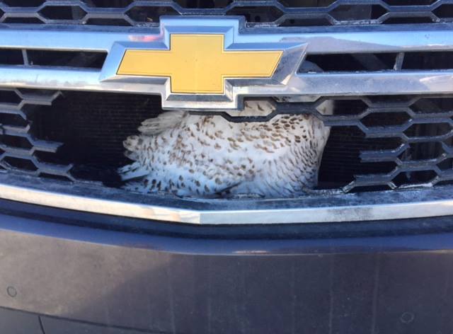snow owl hit and rescue in SUV