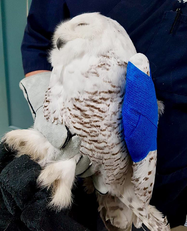 snow owl hit and rescue in SUV