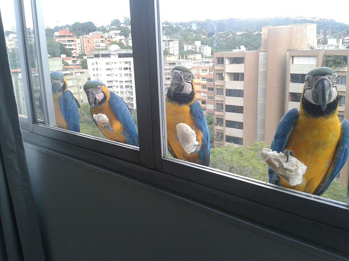 people share their office birds window visitors