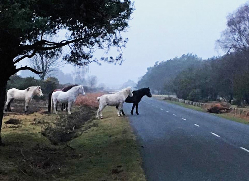 wild ponies grieve over friend hit by car