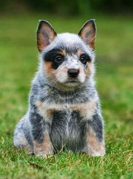 This Blue Heeler puppy