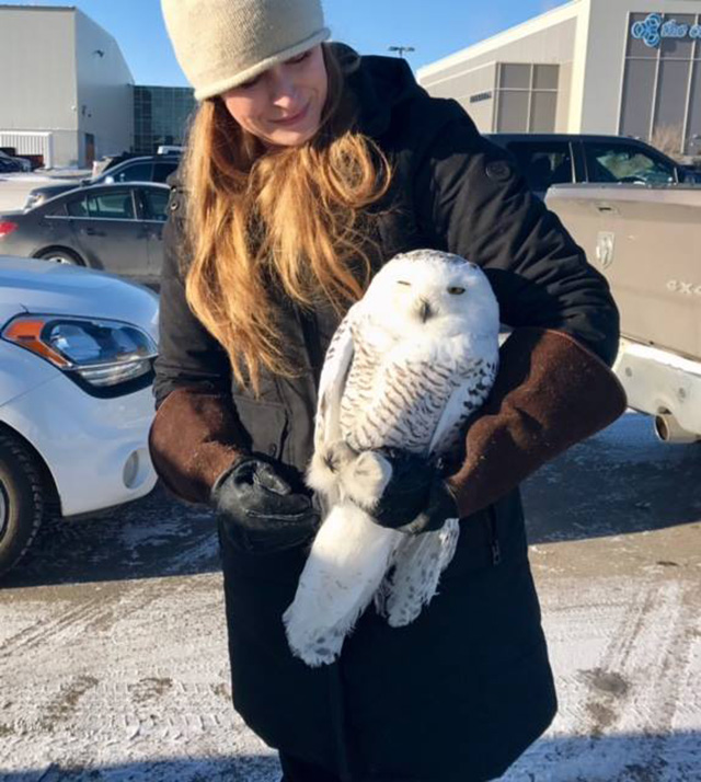 snow owl hit and rescue in SUV