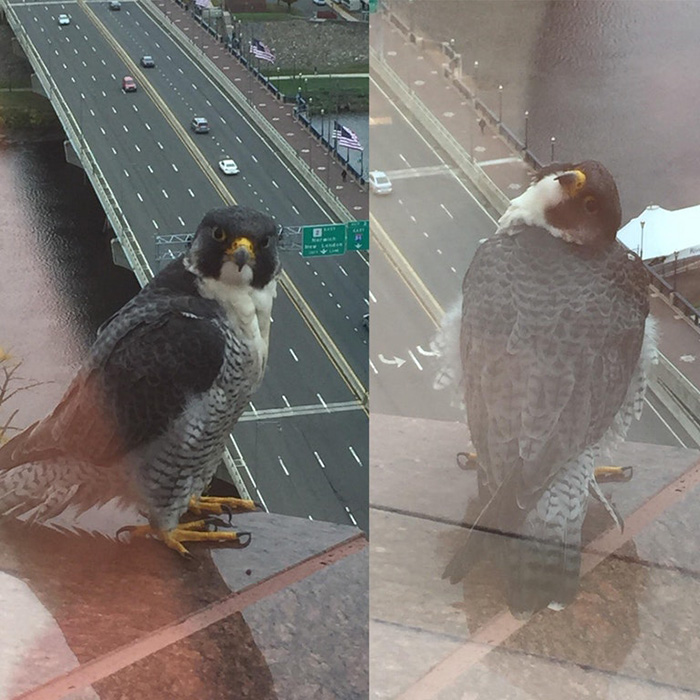 people share their office birds window visitors