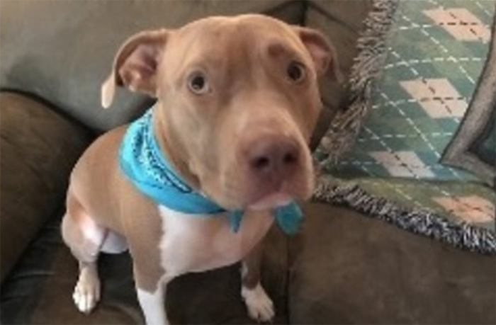 pit bull saves owners from carbon monoxide poisoning