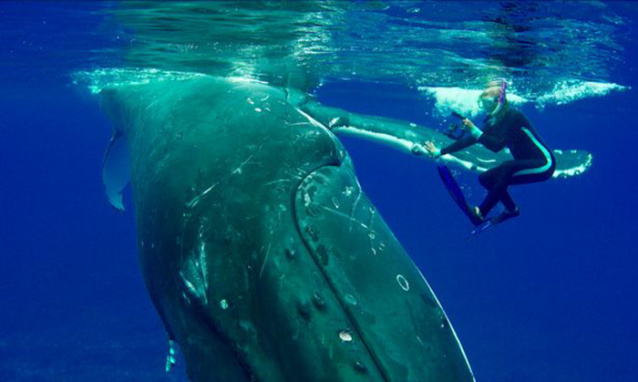 whale protects diver from shark