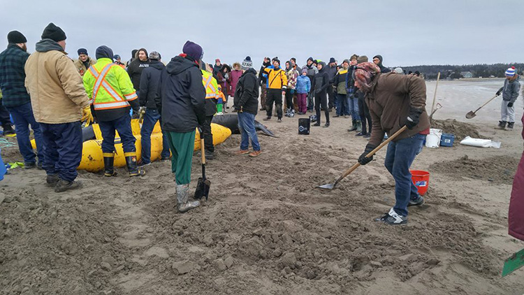 people rescue beached whale Nova Scotia