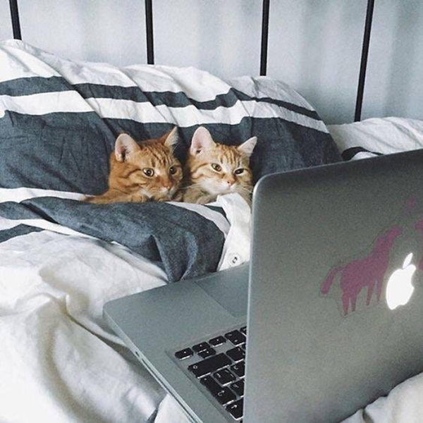 rlp6u-petflix-and-chill.jpg