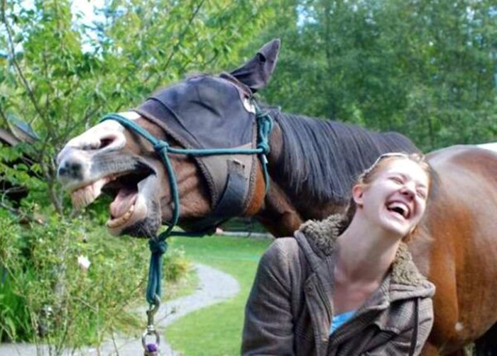 horses make facial expressions like humans