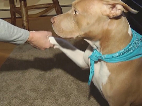 pit bull saves owners from carbon monoxide poisoning