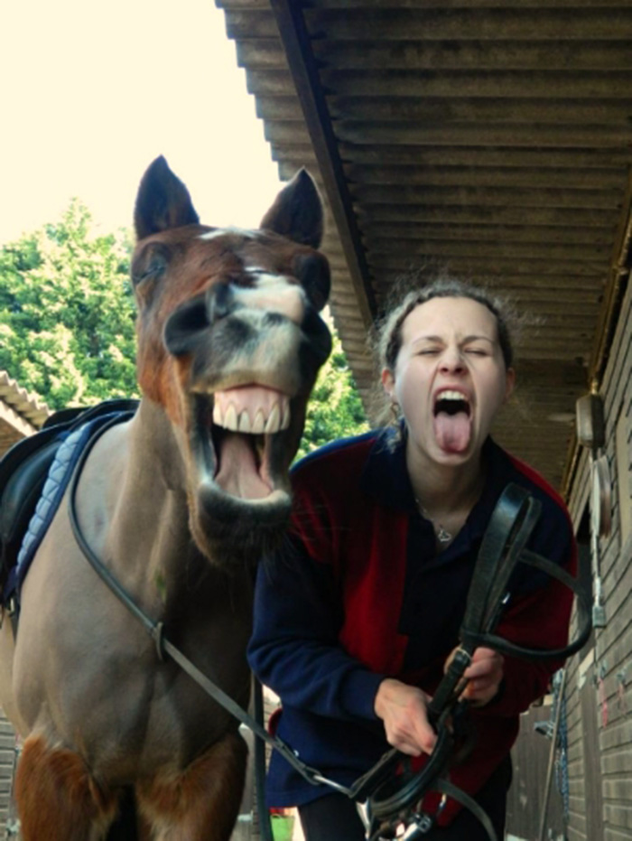 horses make facial expressions like humans
