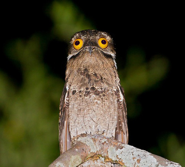 potoo bird