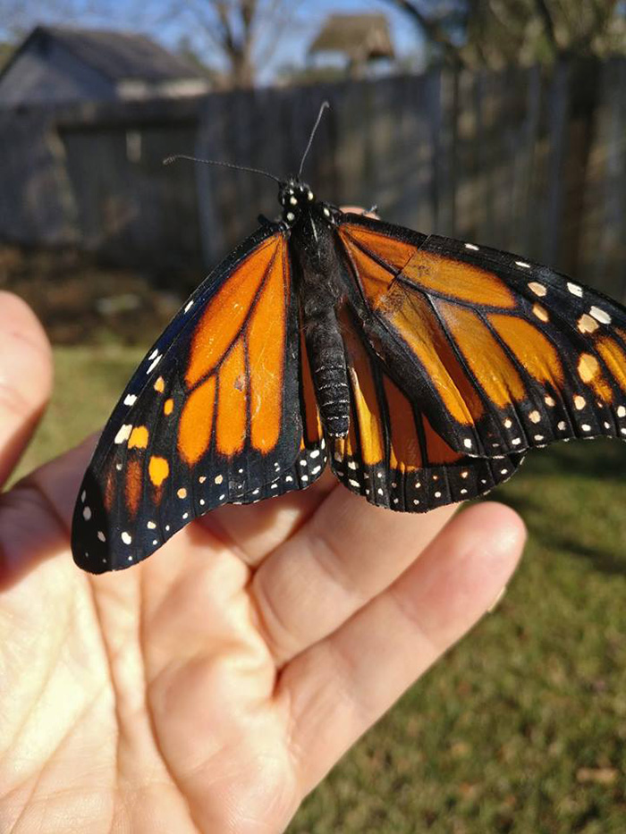 woman performs surgery on butterfly