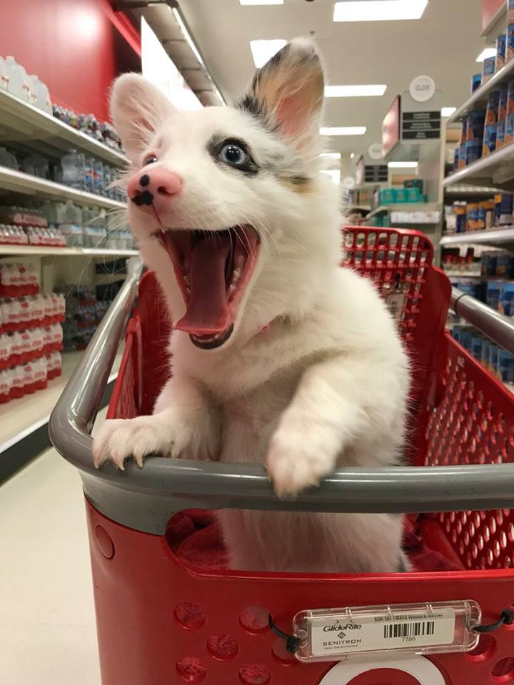 corgi at target