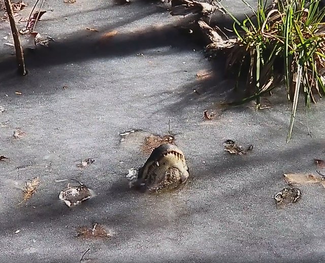 alligators survive ice video funny