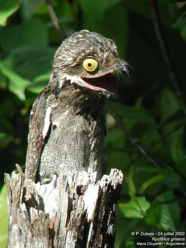 potoo bird