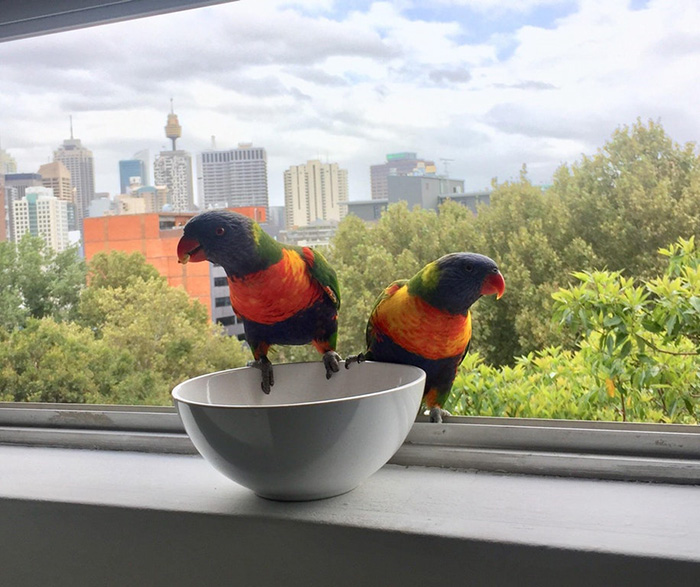people share their office birds window visitors