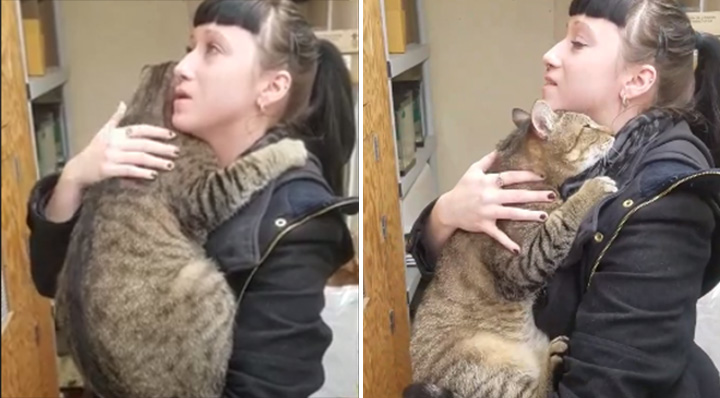 cat loves being held video