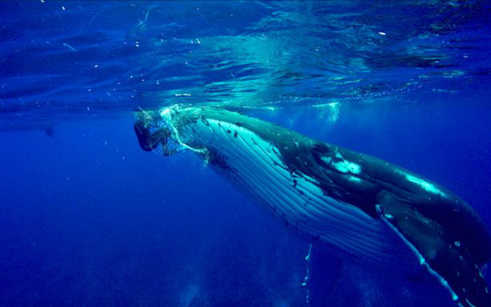 whale protects diver from shark