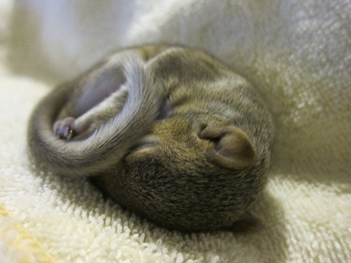 newborn photo shoot of squirrel rescue