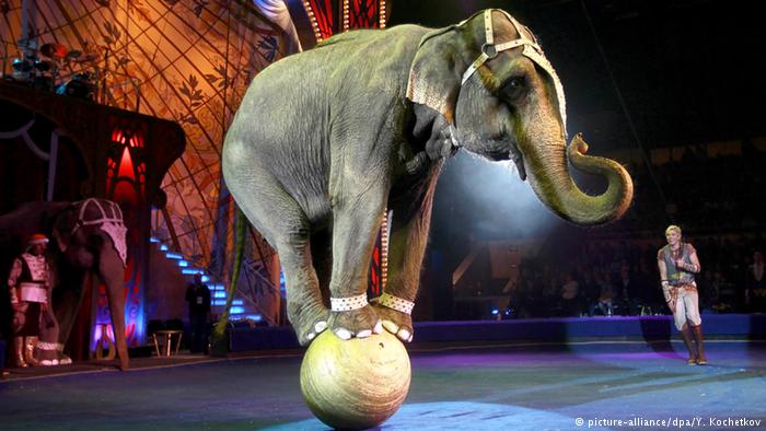 Wales to ban animals in circus
