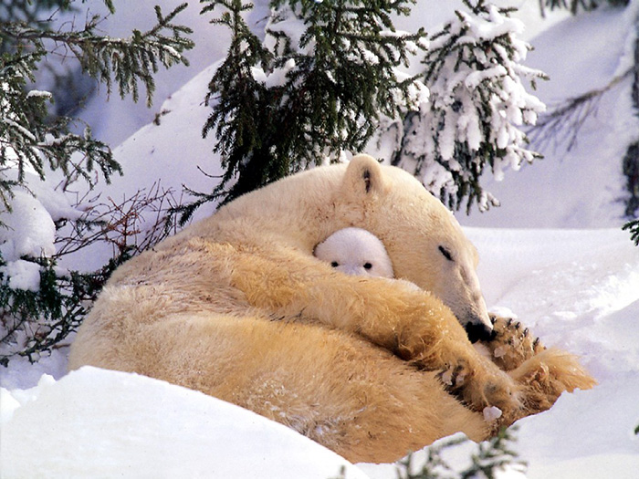 2umh7-keeping-her-cub-warm.jpg
