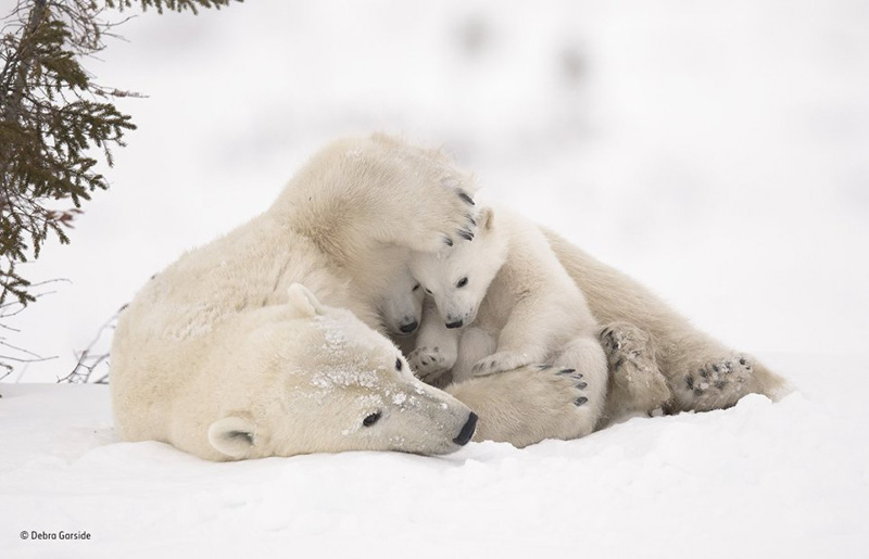 wildlife phorographer of year awards