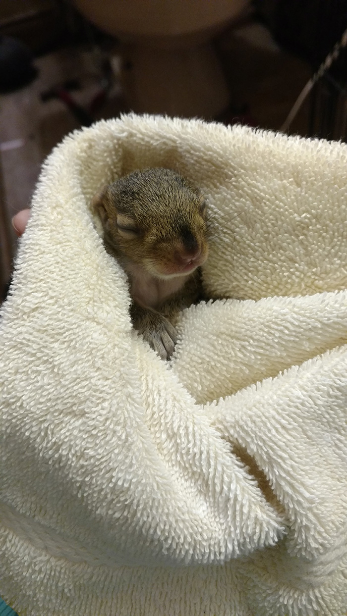 newborn photo shoot of squirrel rescue