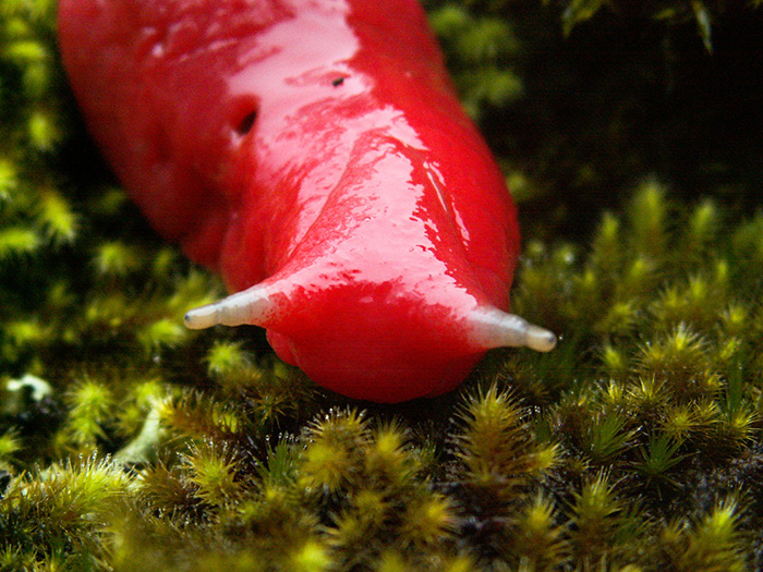 pink love slug