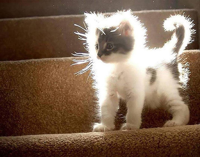 4uh4v-fluffy-kitten-in-sunlight.jpg