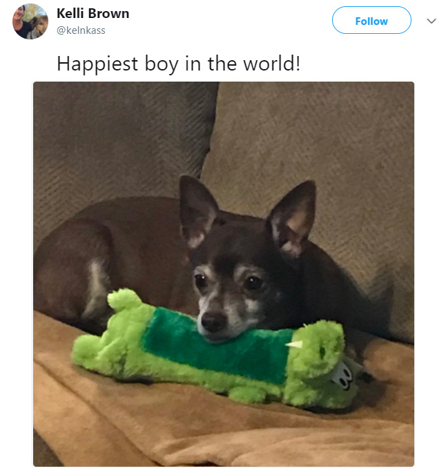 petsmart employee finds discontinued dog toy