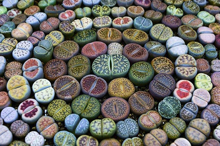 lithops plant that looks like rocks