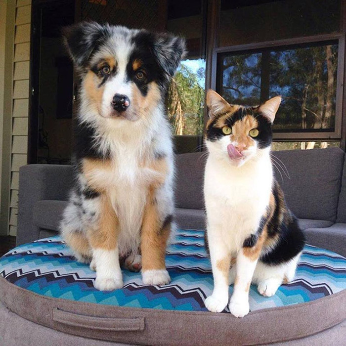 dog and cat twins