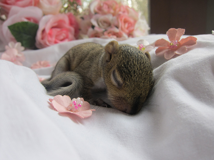 newborn photo shoot of squirrel rescue