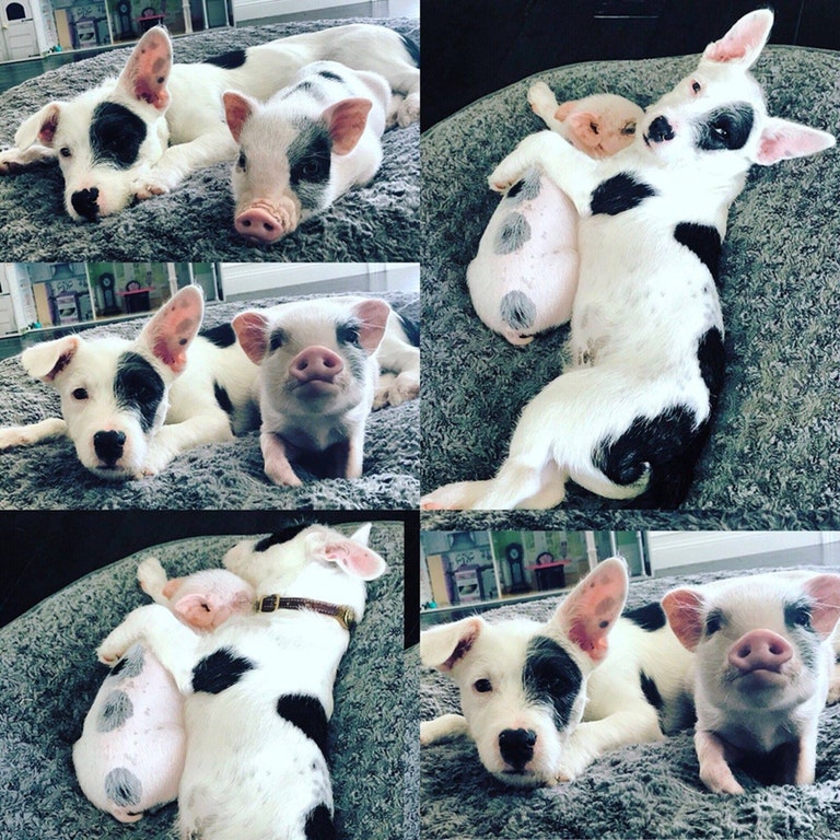 pig and dog brother from another mother