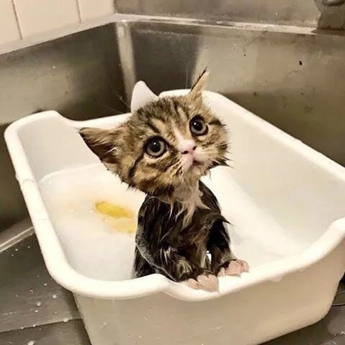 kitten taking a bath