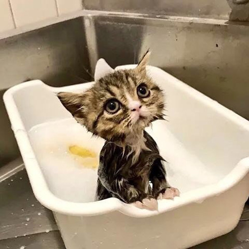 8xhdx-cat-bath.jpg