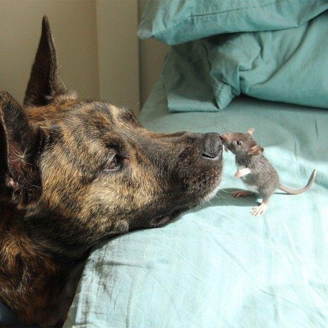 a6eff-nose-to-nose.jpg