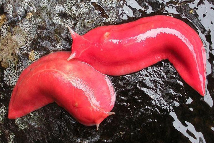 pink love slug