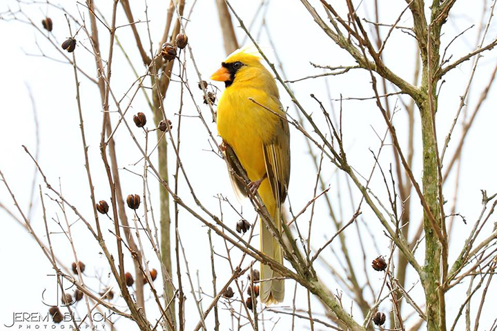 yellow cardinal alabama
