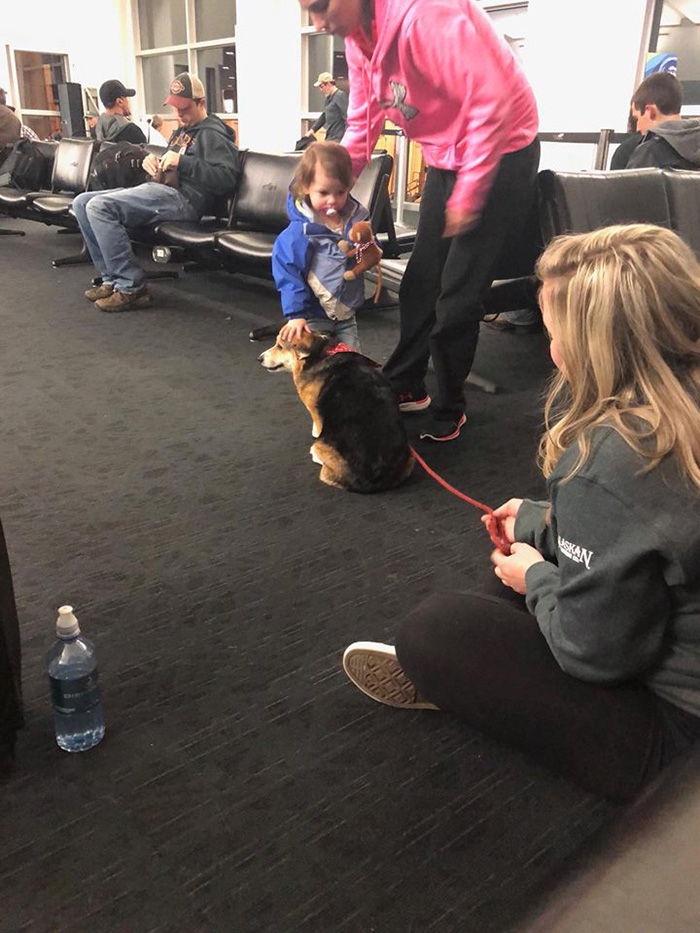 corgi comforts stranger at airport