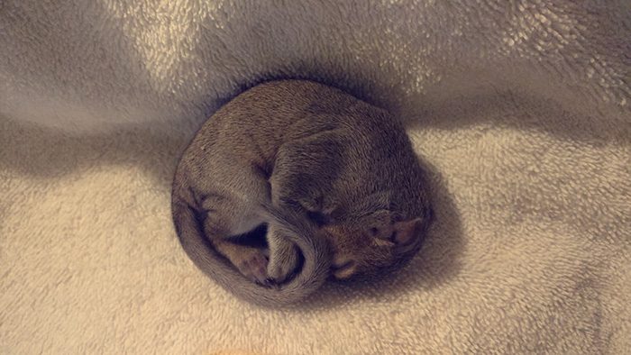 newborn photo shoot of squirrel rescue