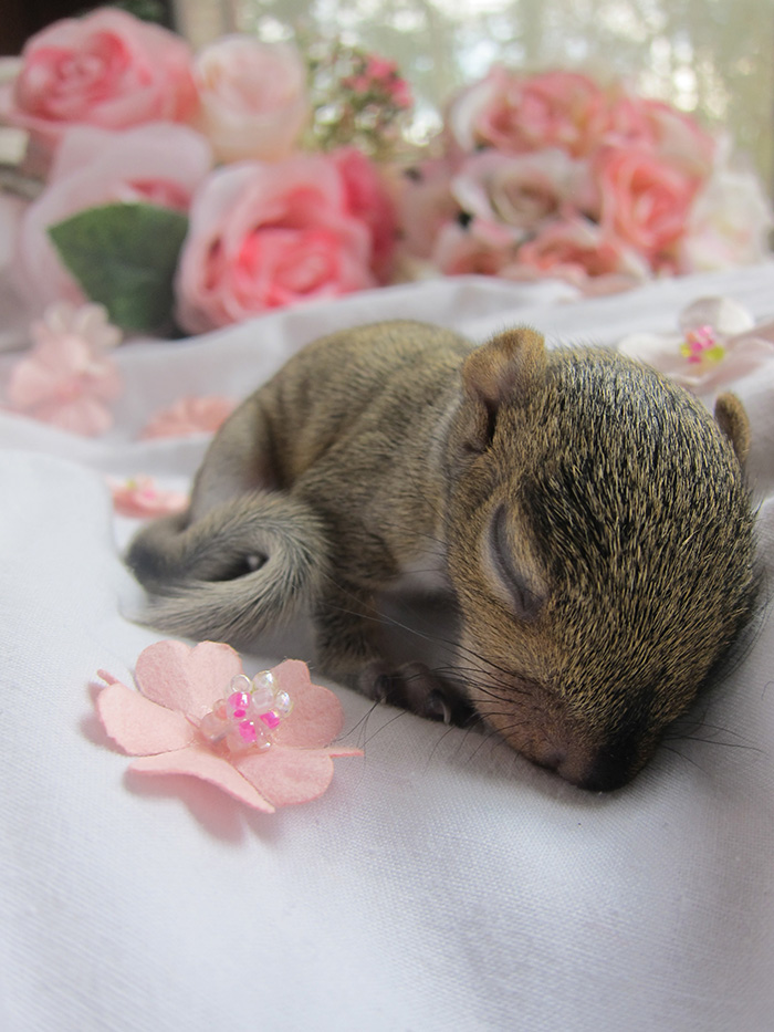 newborn photo shoot of squirrel rescue