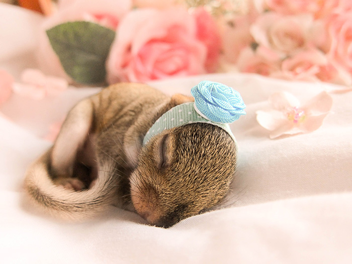 newborn photo shoot of squirrel rescue