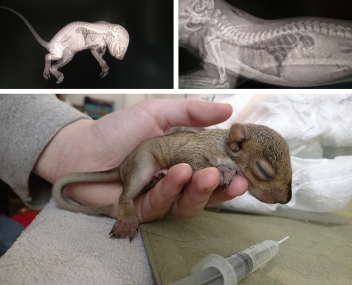 newborn photo shoot of squirrel rescue