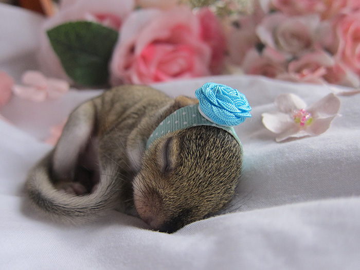 newborn photo shoot of squirrel rescue