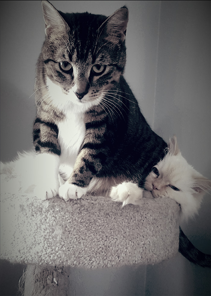 Cute Animal Pictures: Happy and Funny Pictures