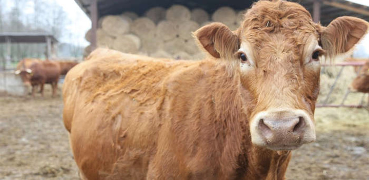 cow escapes slaughter house and wins freedom
