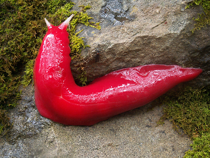 pink love slug