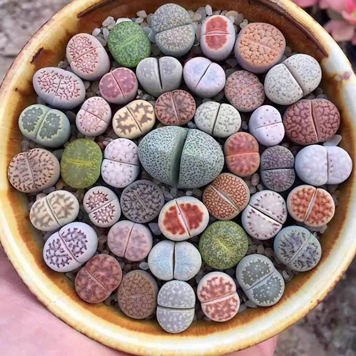 lithops plant that looks like rocks