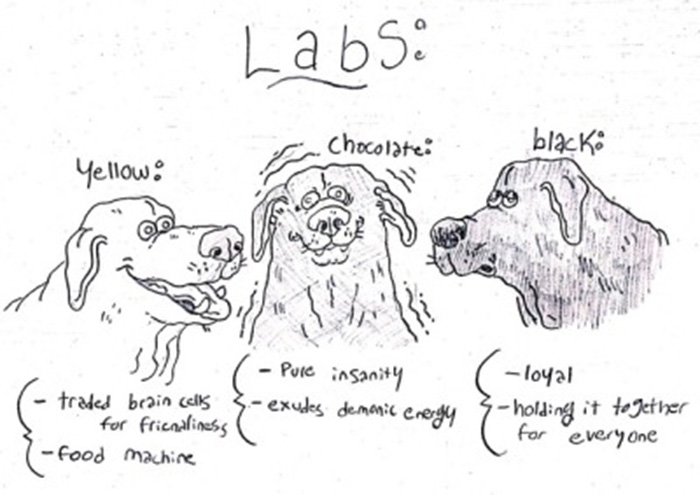 funny guide to dog breeds